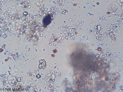 phyto/Pertuis Charentais/Tasdon_st2/PAMPAS 2019-2021/Tetraedron minimum (TASDON_St2_140319-051).tif(copy)_thumb.jpg